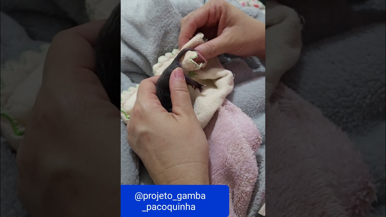 Gambá neonato,  cuidados e evolução