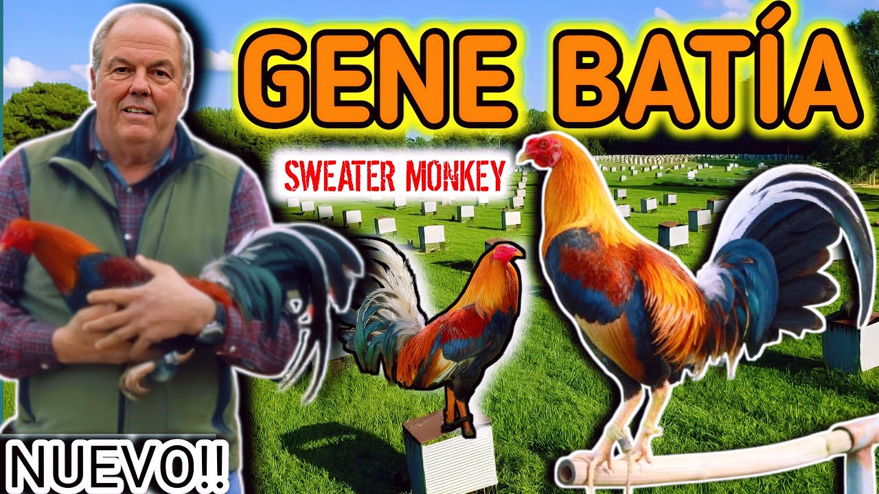 Gene Batia Gulf Haven 2025/ Sweater Monkey,Doc Robinson Hatch 🐓🐓🐓💥💥🔥🔥