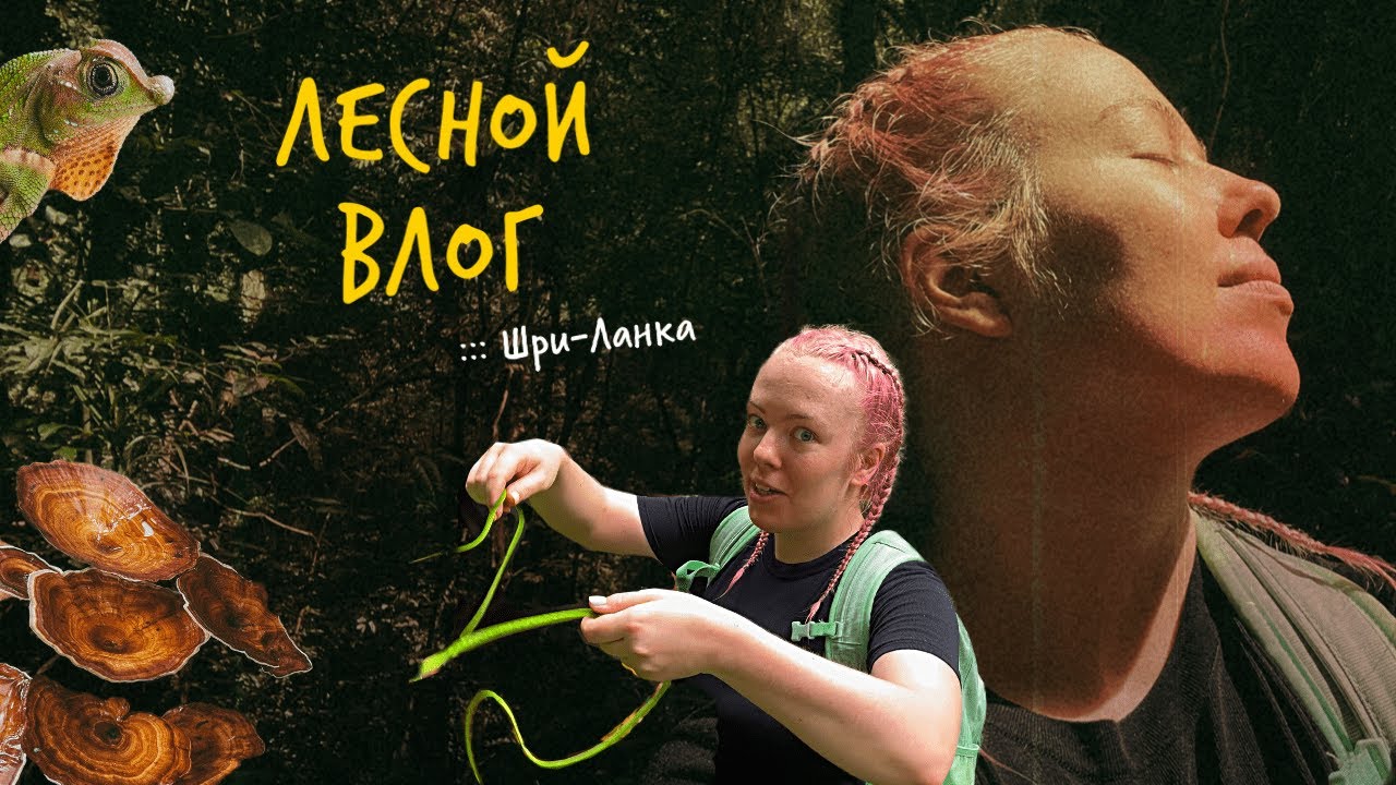 Обнимала секвойи, трогала змей, купалась в водопаде, покусали пиявки ::: Лес Синхараджа, Шри-Ланка