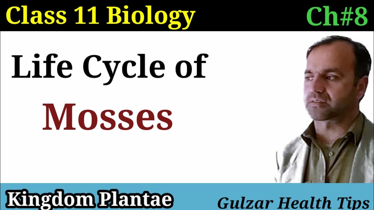 life cycle of mosses| Bryophytes | class 11th Biology.