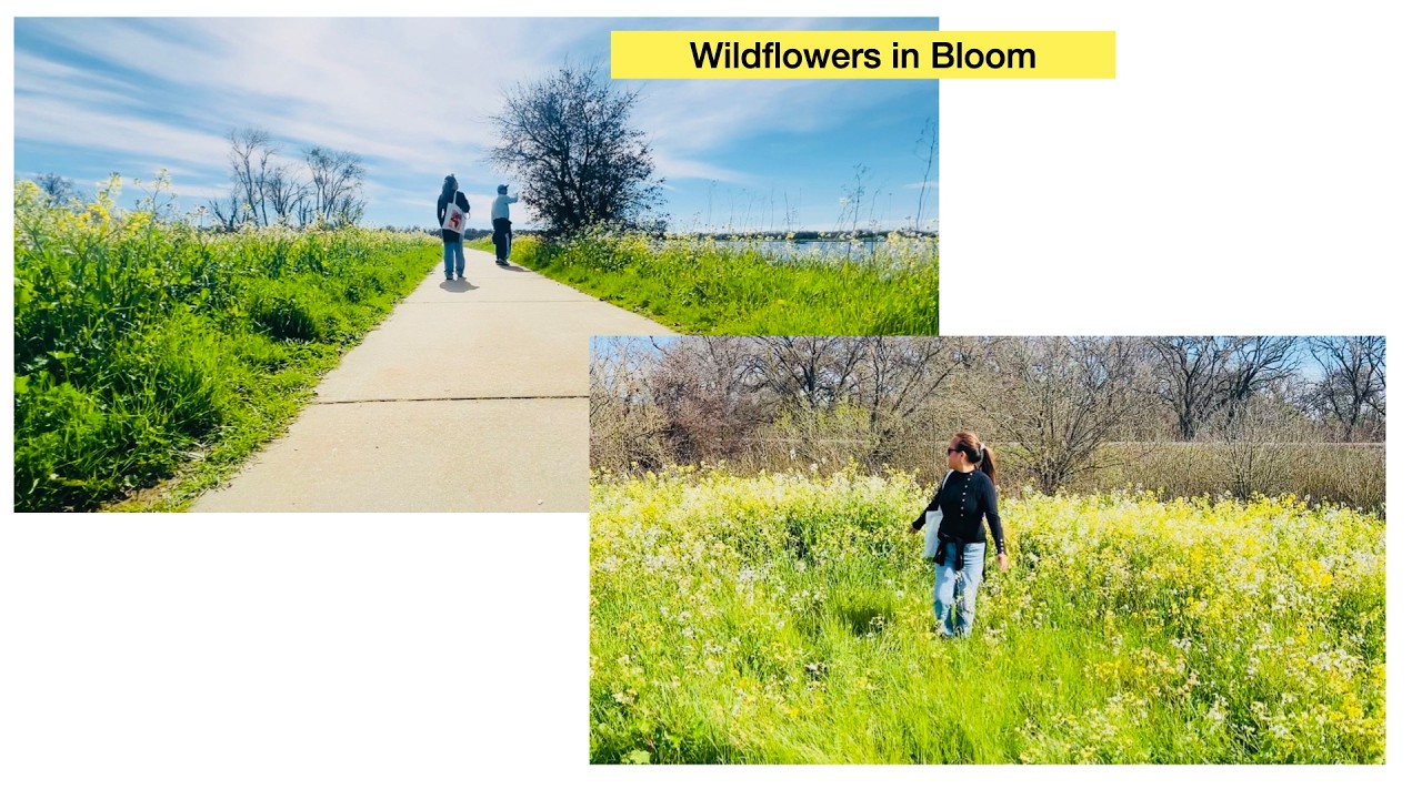Wildflowers are in Bloom.