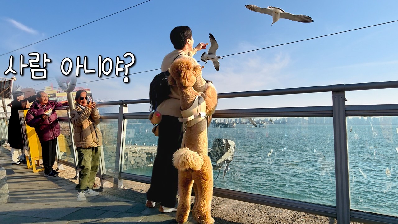 월미도 갔더니 인형 사달라는 대형견... 사람들 반응 난리ㅋㅋ┃스탠다드푸들