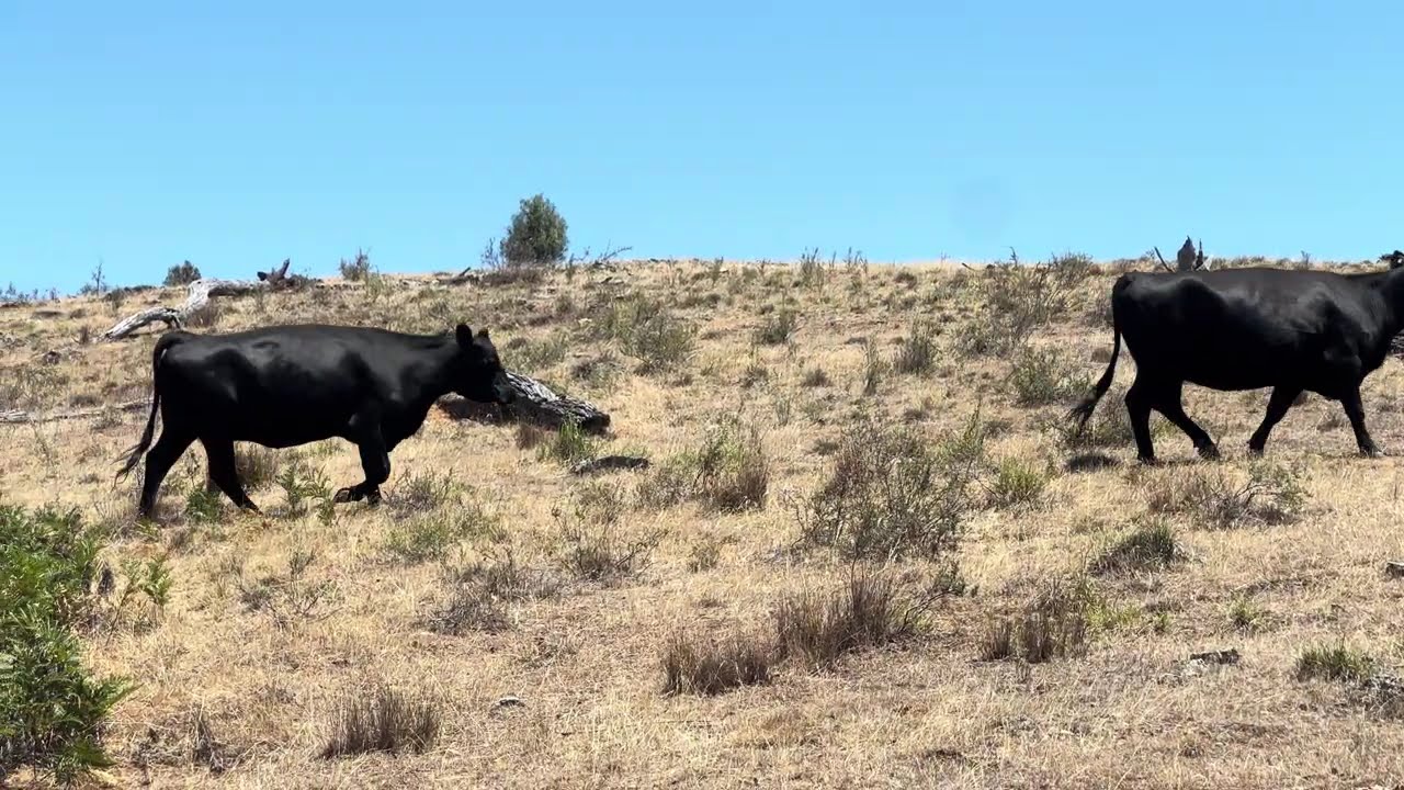 Te Mania blood PTIC cows (paddock)