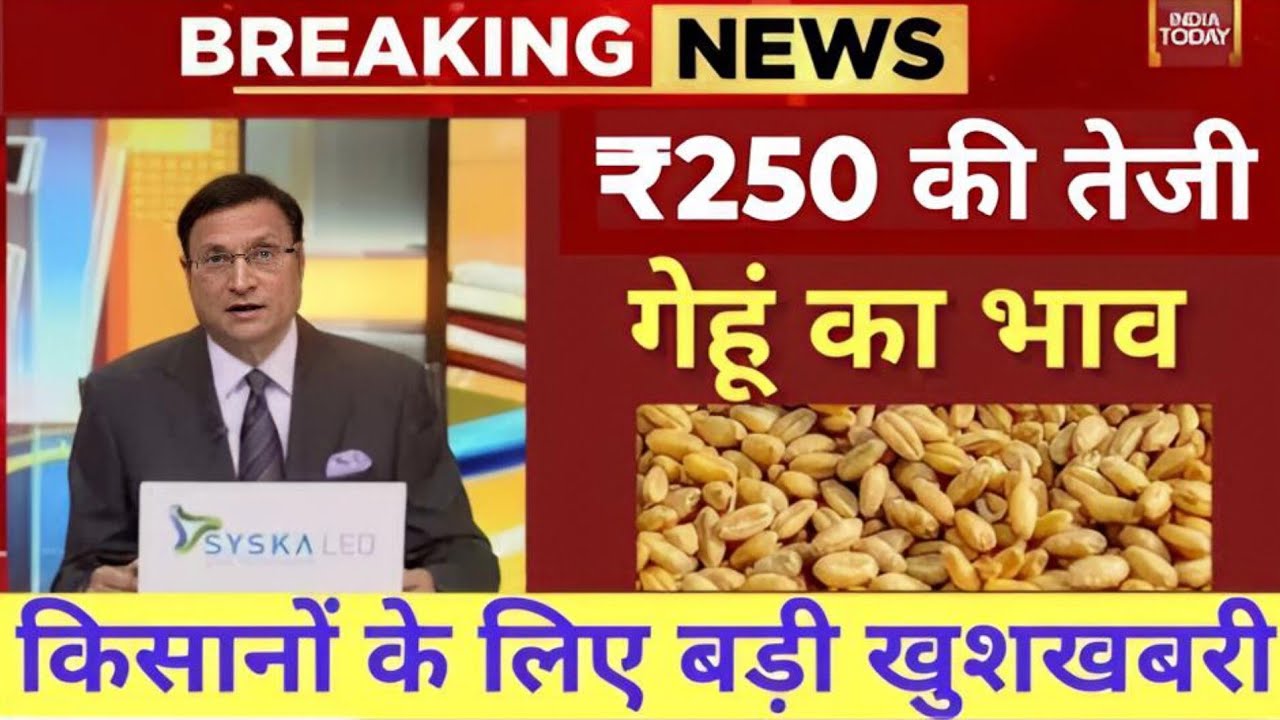 आज का गेहूं का भाव 03 सितंबर 2026 || गेंहू फिर महंगा || किसान भाइयों खुशखबरी || गेहूं का भाव आज 