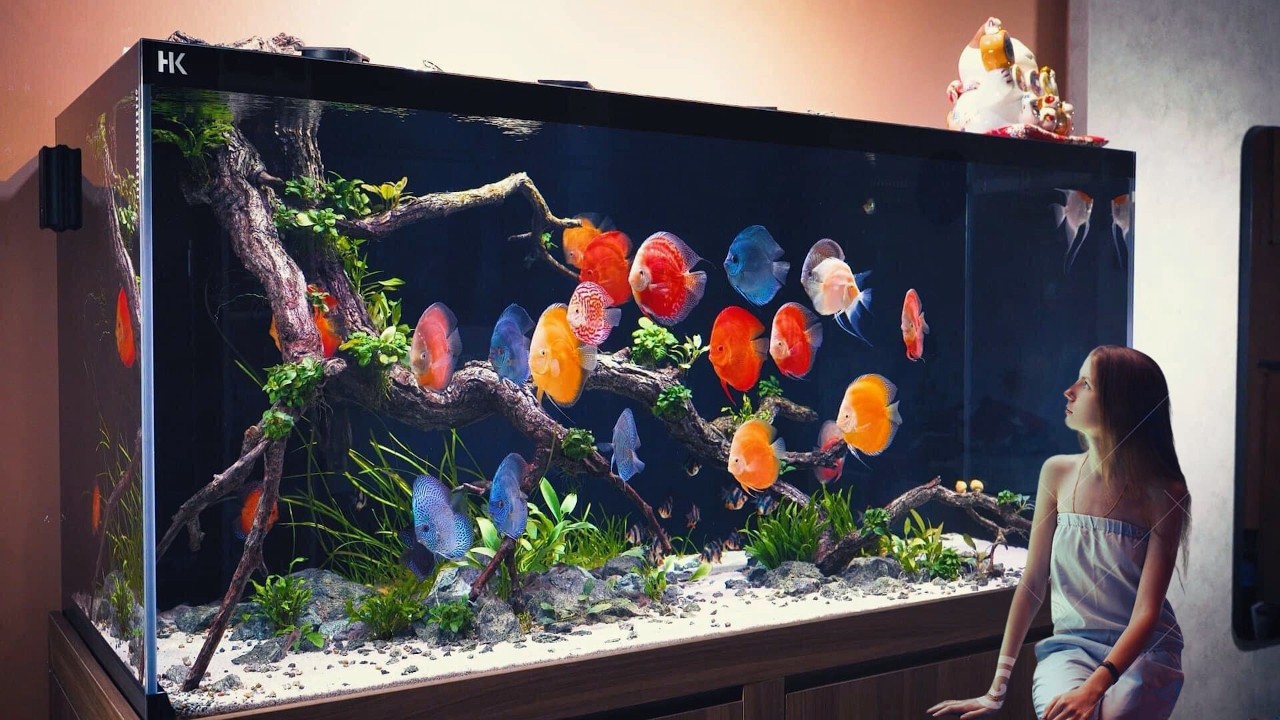 Inside A Giant Discus Aquarium - My Dream Discus Tank Setup