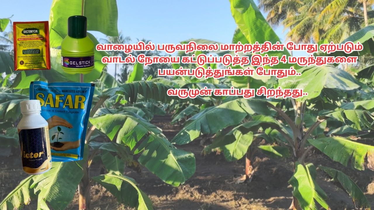 வருமுன் காப்பது சிறந்தது | வாழையில் பருவநிலை மாற்றத்தின் போது ஏற்படும் வாடல் நோயை கட்டுப்படுத்துவது