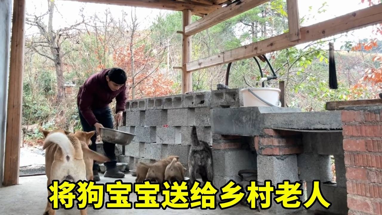 短暂的离别，是为了更长久的相聚，祝福狗宝宝吧【乡野志刚】