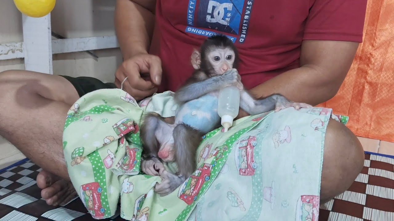 Baby monkey Boni is so happy cuddling with his father