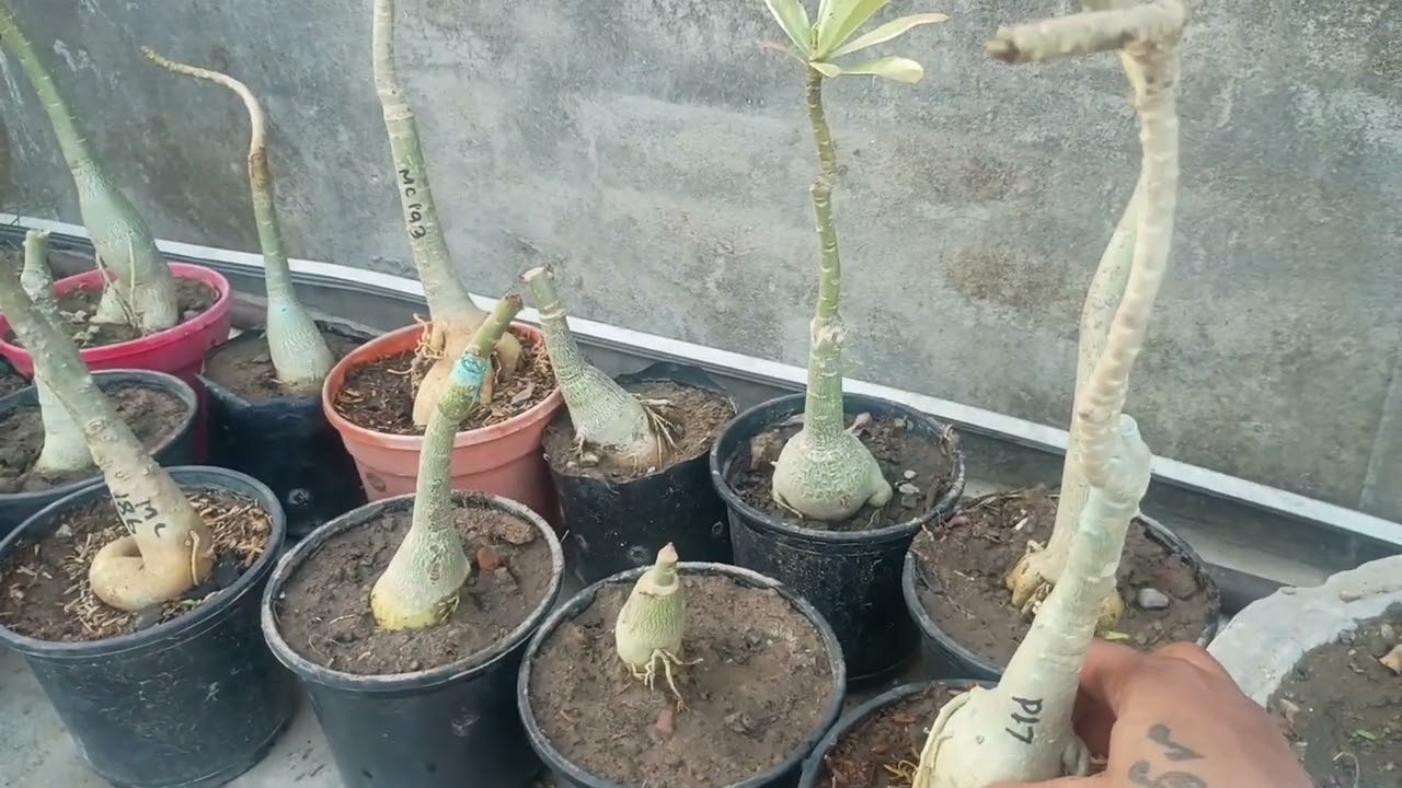 Online shopping Rosy Adenium plants in low price 