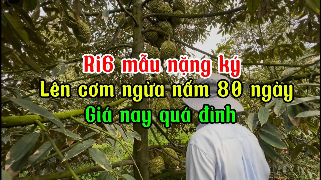 Ri6 mẫu trái nặng ký lên cơm ngừa nấm trái 80 ngày.