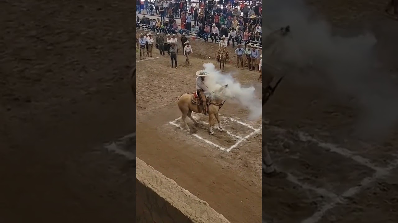 cowboy  tame  a horse