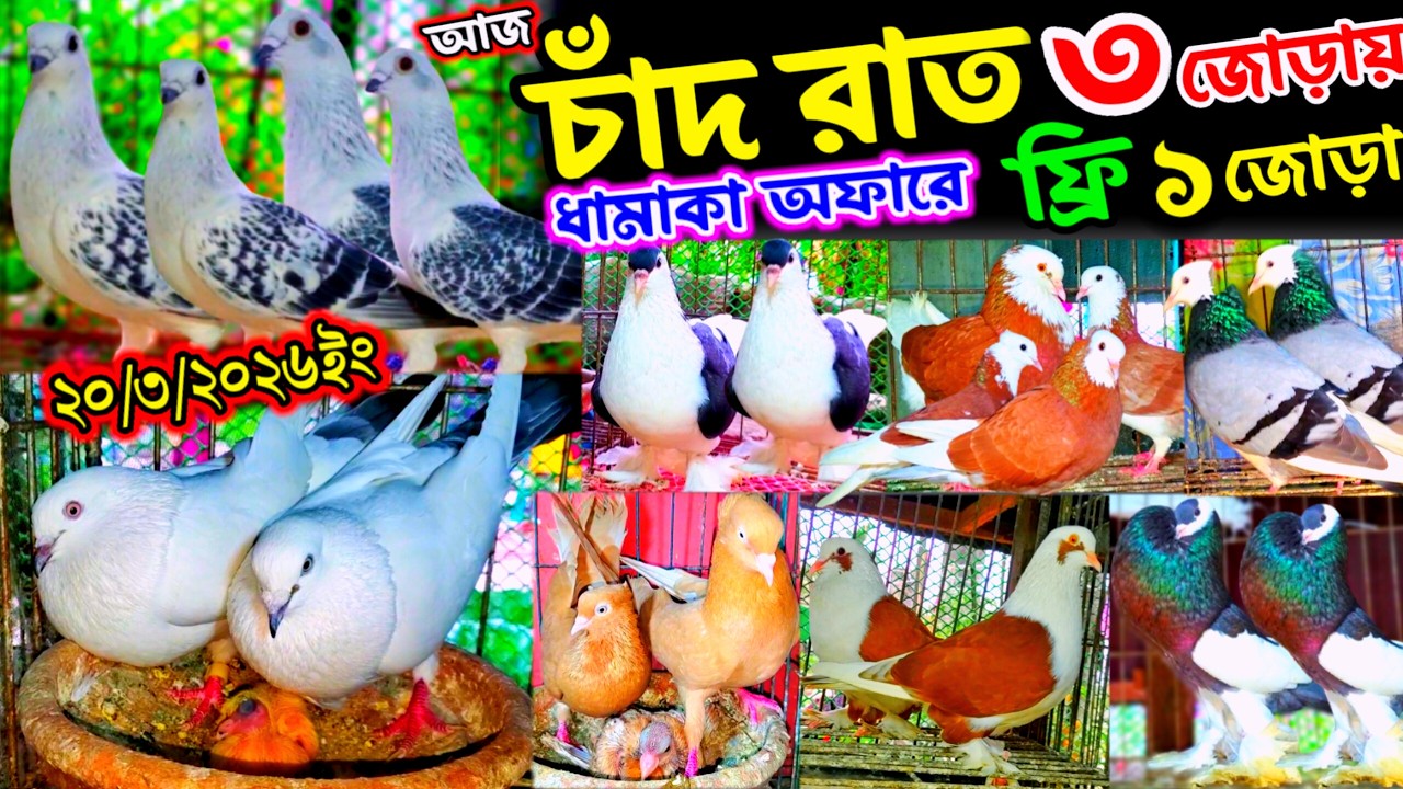 এই ঈদের চাঁদ রাত ধামাকা | ৩ জোড়ায় ১ জোড়া ফ্রি | ১০০% ডিম বাচ্চা সহ কবুতর কিনুন | সবচেয়ে কমদামে কবুতর
