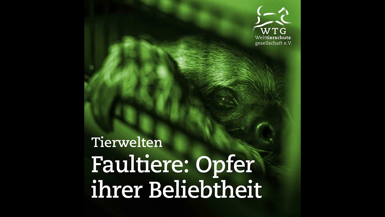 Tierwelten: Faultiere - Opfer ihrer Beliebtheit