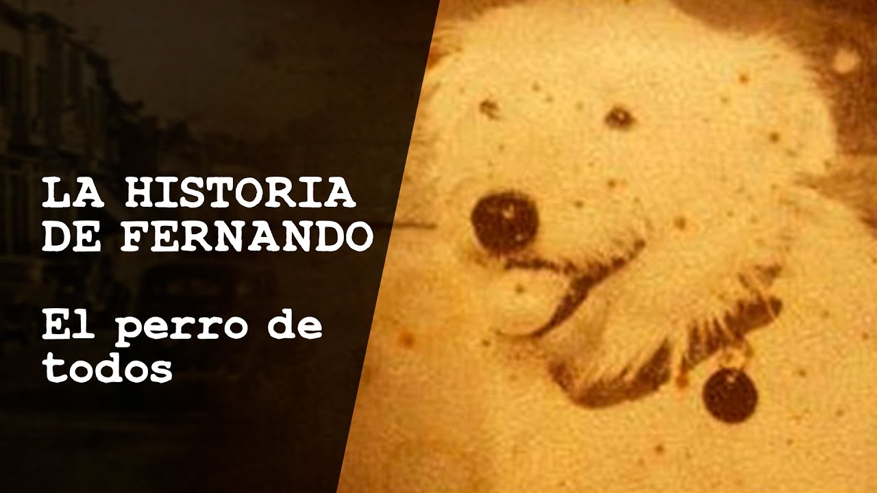 LA MARAVILLOSA HISTORIA DE FERNANDO, EL PERRO DE TODOS.