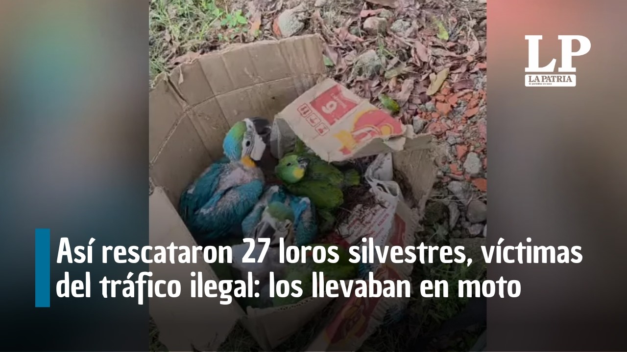 Así rescataron 27 loros silvestres, víctimas del tráfico ilegal: los llevaban en moto