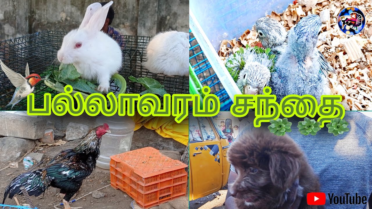 பல்லாவரம் வெள்ளிகிழமை சந்தை|PALLAVARAM FRIDAY MARKET| All second hand item's and vintage items ✨
