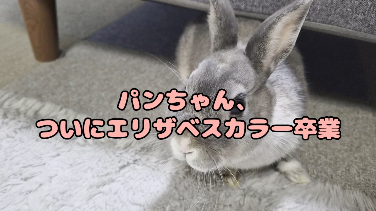 避妊手術後、抜糸も終わって久しぶりに走り回るうさぎさん🐰