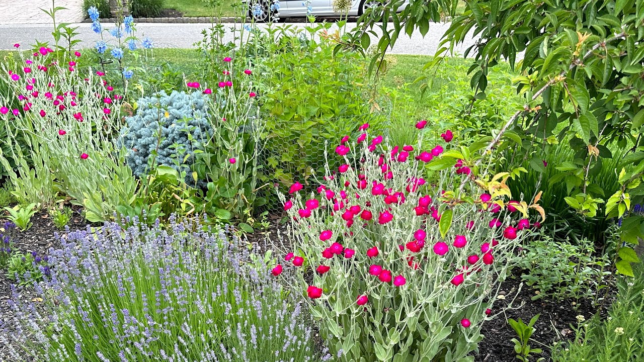 Cottage Garden Tour - End of Spring June 2023