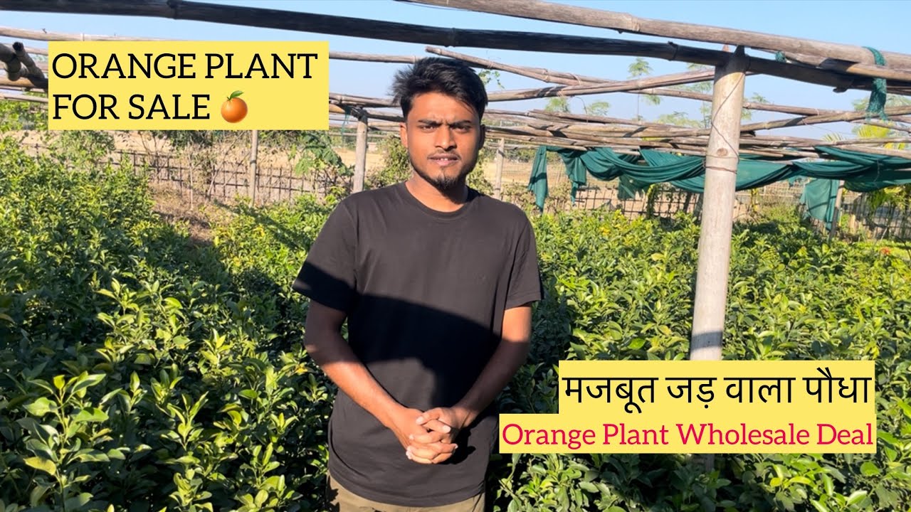 Orange Plant | 3&ndash;4 Feet | Healthy Orange Plant | Nursery Grown #orange #plantnursery