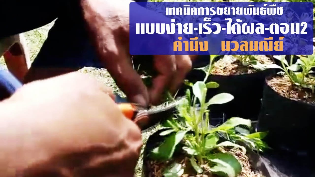 เทคนิคการขยายพันธ์พืชแบบง่าย เร็วและได้ผล(ตอน๒) โดย อ.คำนึง นวลมณีย์