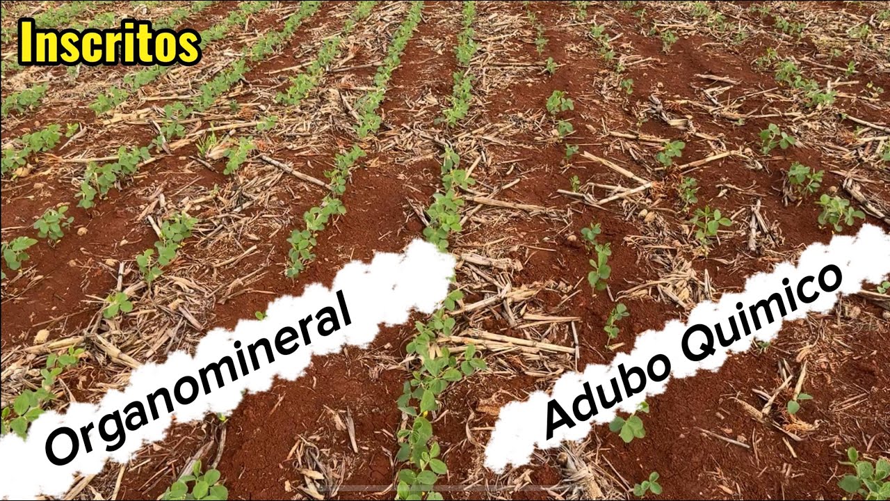 ✅ FERTILIZANTE ORGANOMINERAL E QUIMICO LADO A LADO.🇧🇷