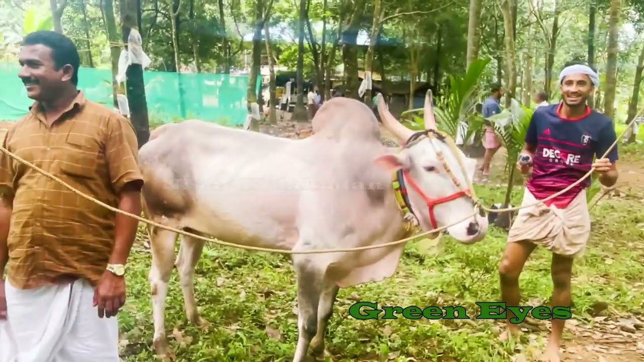 പ്രസിദ്ധ കന്നുടമ പൂളക്കൽ റഹീം ,ഇന്നുനമുക്ക് അദ്ദേഹത്തെ കേളക്കാം കന്നുകളെ പരിചയപ്പെടാം