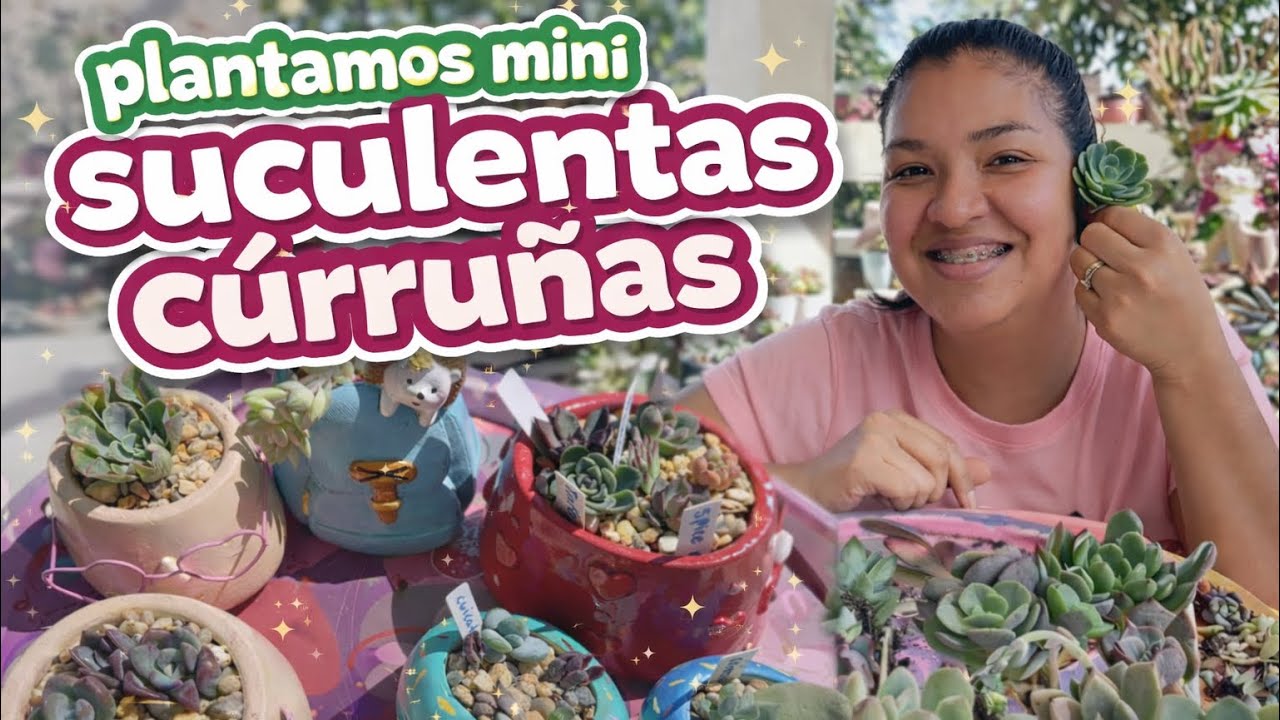 PLANTAMOS LINDOS BEBÉS CURRUÑOS SUCULENTAS 