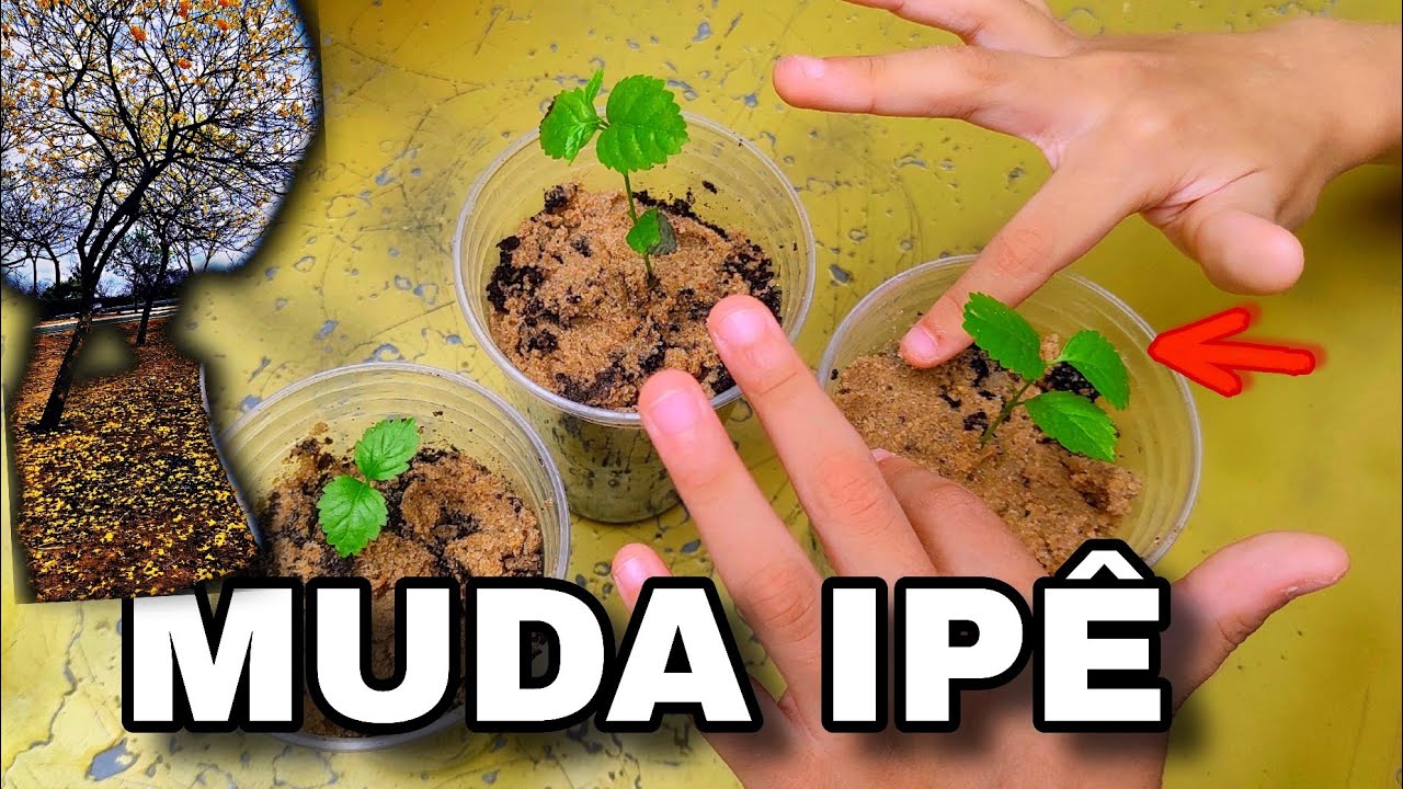 Como fazer muda de Ipê usando dois métodos?