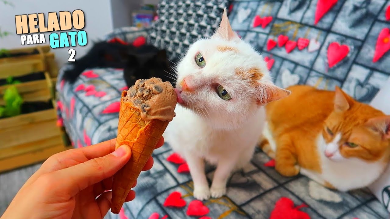 HELADO PARA GATOS 2