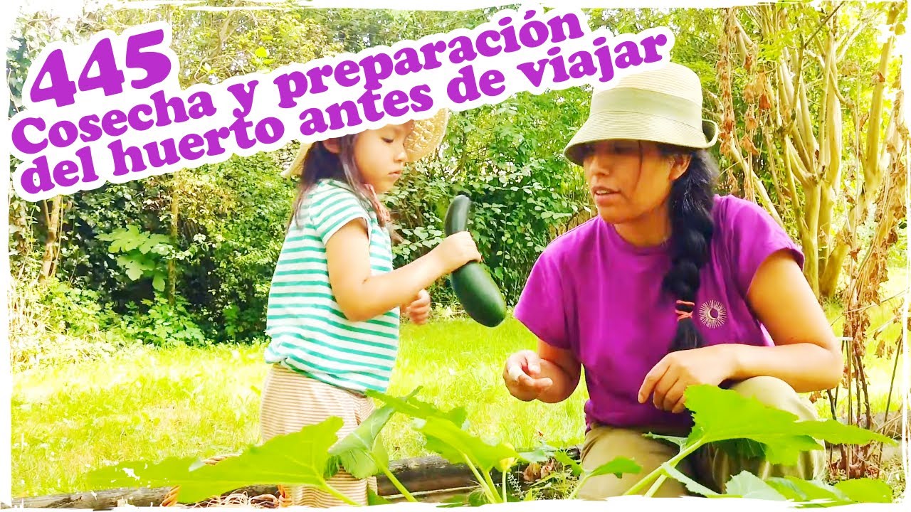 🌱 Cosecha y preparación del huerto antes de viajar 🌱 ~ Mandarina con Mate