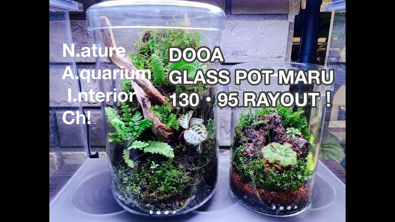 DOOA GLASS POT MARU 130・95 LAYOUT！