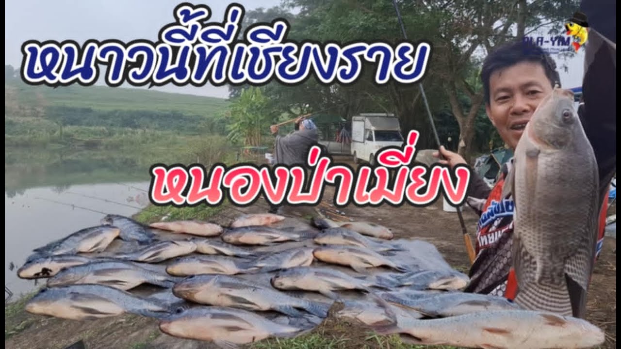 หนาวนี้ที่เชียงราย บันเทิงละที่นี้ หนองป่าเมี่ยง (คลิปที่403)