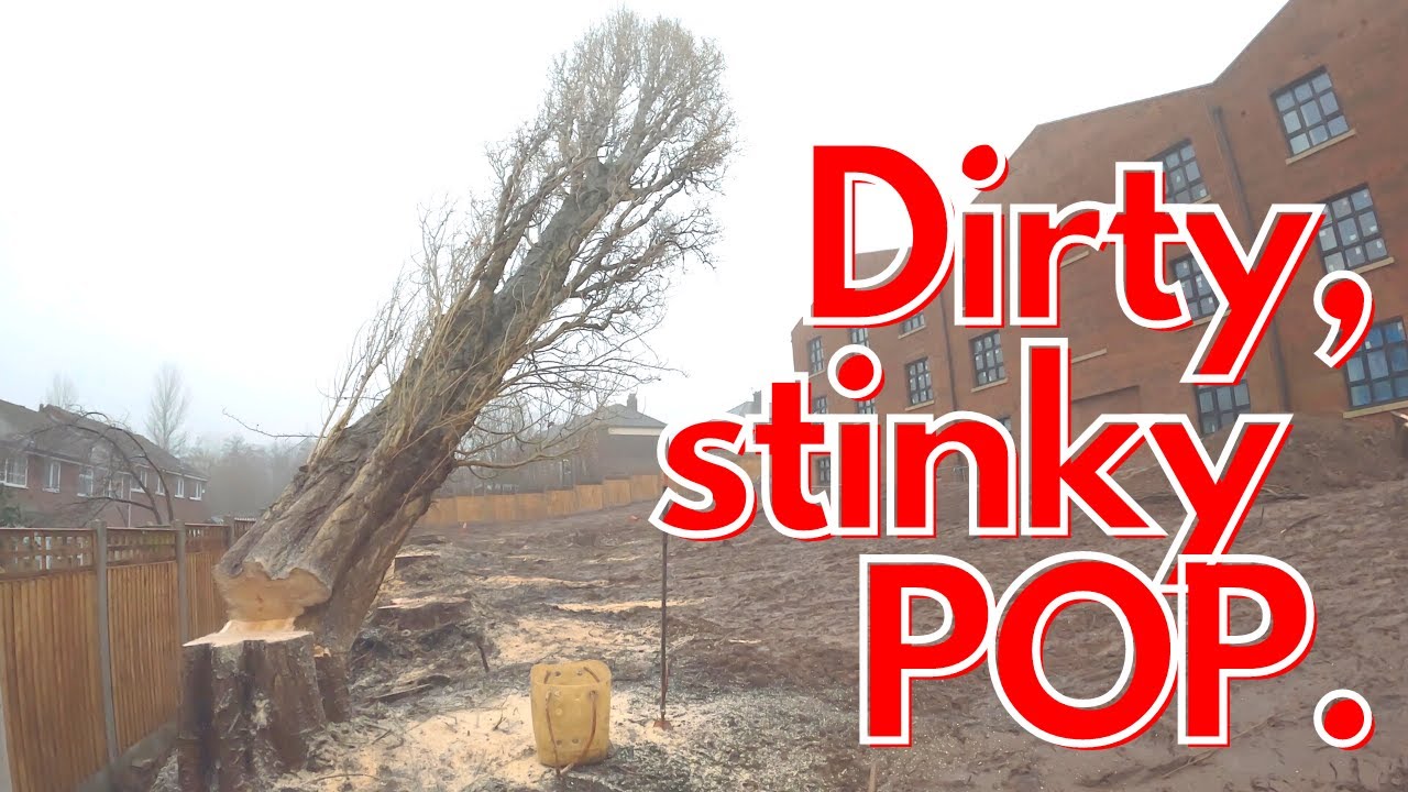 RAW: Felling Lombardy Poplar Trees