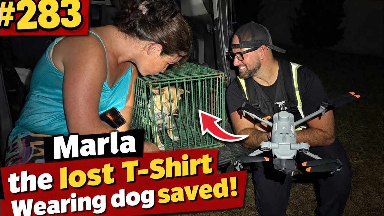 #283 Marla The Lost T-Shirt Wearing Chihuahua - Florida Pet Recovery