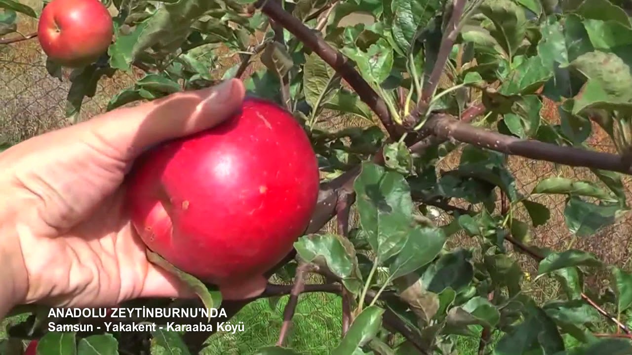 Samsun Yakakent Karaaba Köyü Belgeseli (#Benimmemleketim)