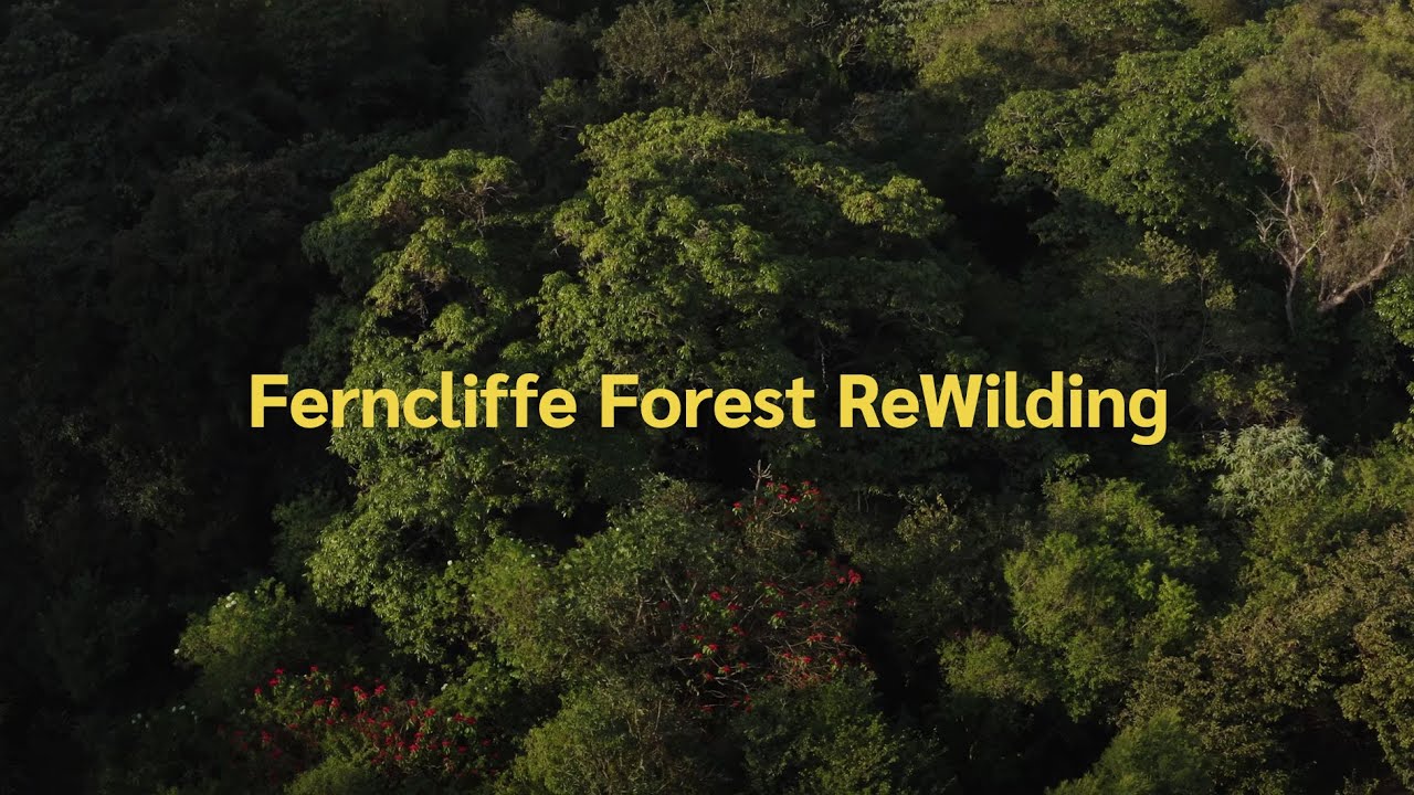 Ferncliffe Forest ReWilding,  Pietermaritzberg - Restor