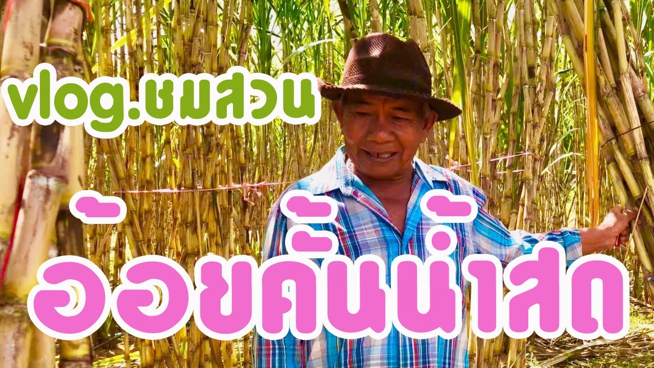 Vlog.1ปลูกอ้อยคั้นน้ำสด อ้อยสิงคโปร์สวนอ้อยพ่อเป่ โทร0910371299 บ้านอ้น อ.จตุรพักตร์พิมาน จ.ร้อยเอ็ด