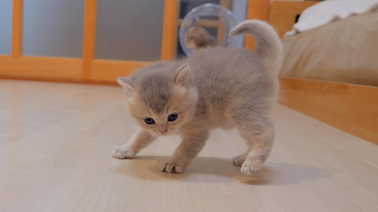 Котенок, который научился злиться, был слишком милым [5 недель]