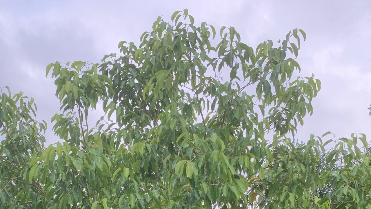 3 years old grafted Jam/ Jamun tree got loaded fruit in Orlando, Florida