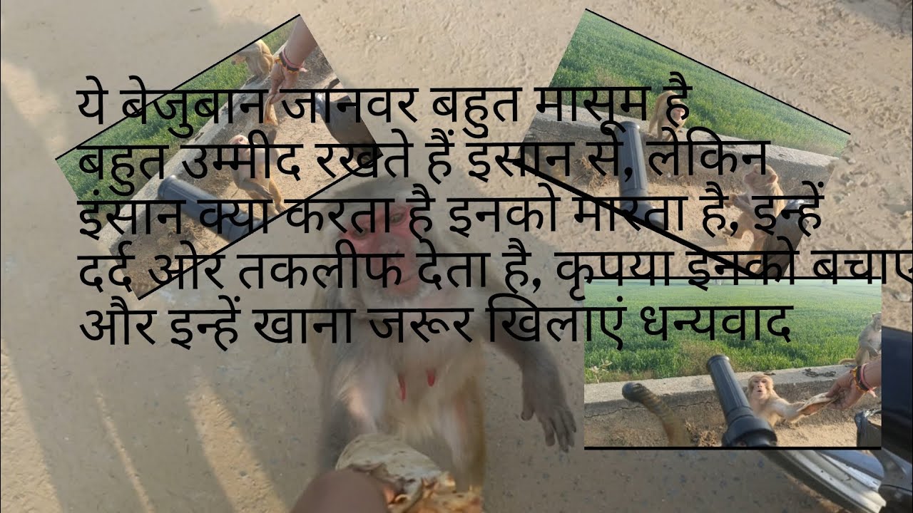 इन बेजुबानों को सिर्फ आपका प्यार चाहिए और कुछ नहीं मांगते ये।सिर्फ आपके प्यार के भूखे हैं ये।।।