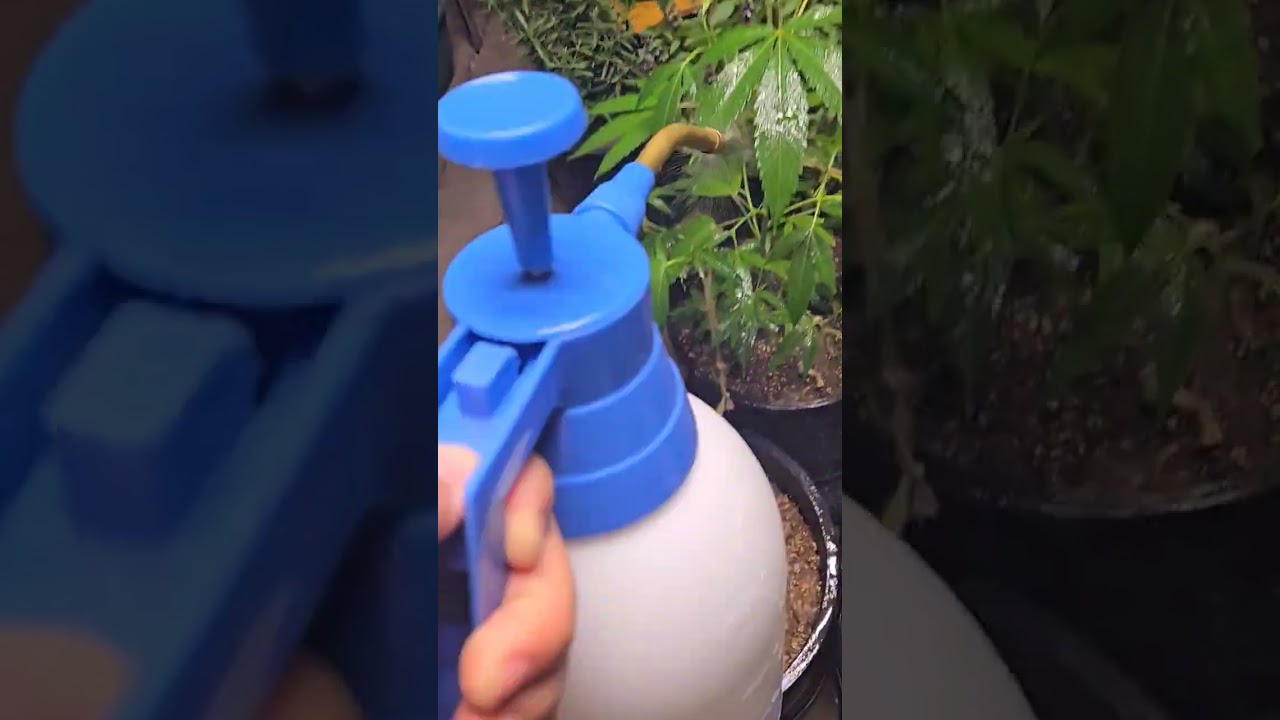 Yucca & Kelp powder foliar spray on cannabis made in minutes - organic gardening