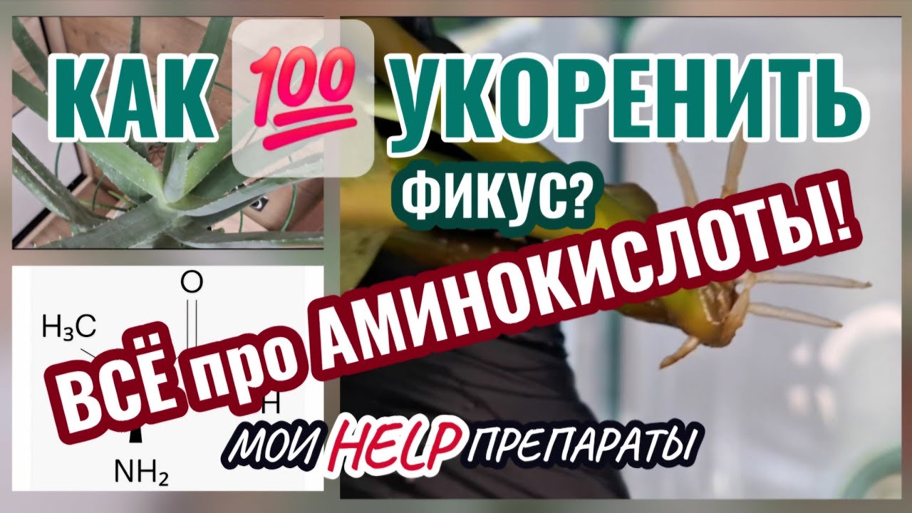 ВСЁ про АМИНОКИСЛОТЫ в АЛОЭ ВЕРА. Укореняем черенки ФИКУСА ЭЛАСТИКА. Мои HELP препараты 25.01.26г.