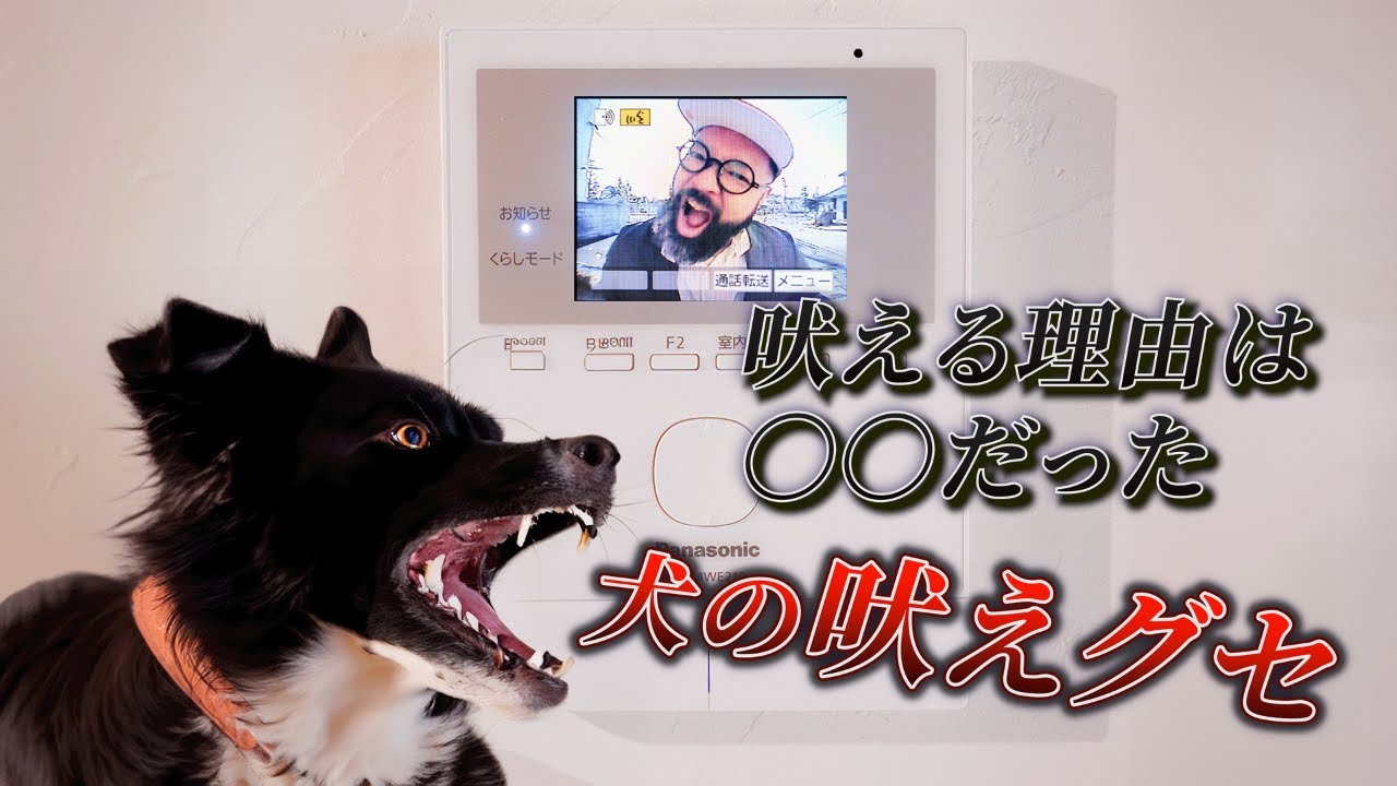 【犬の吠えグセ】吠えクセの根本的な解決策はこれだ！