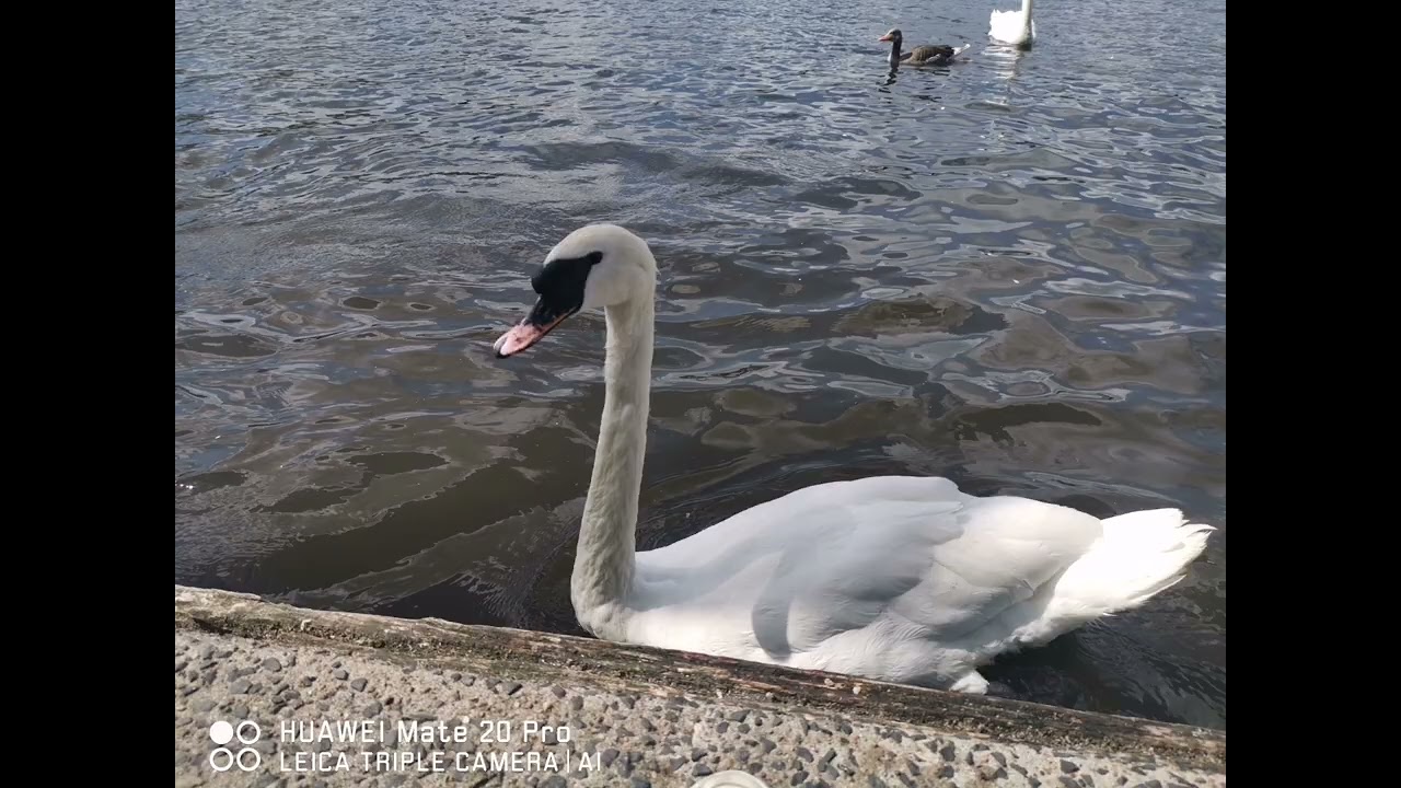 Discover Hamburg 🇩🇪 Alstersee بحيرة الألستر