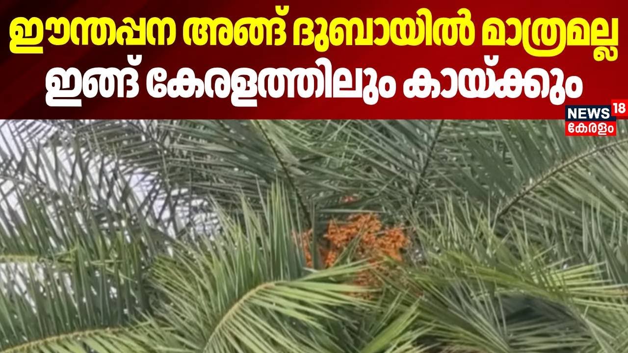 ഈന്തപ്പന അങ്ങ് ദുബായിൽ മാത്രമല്ല, ഇങ്ങ് കേരളത്തിലും കായ്ക്കും | Moovattupuzha | Ernakulam
