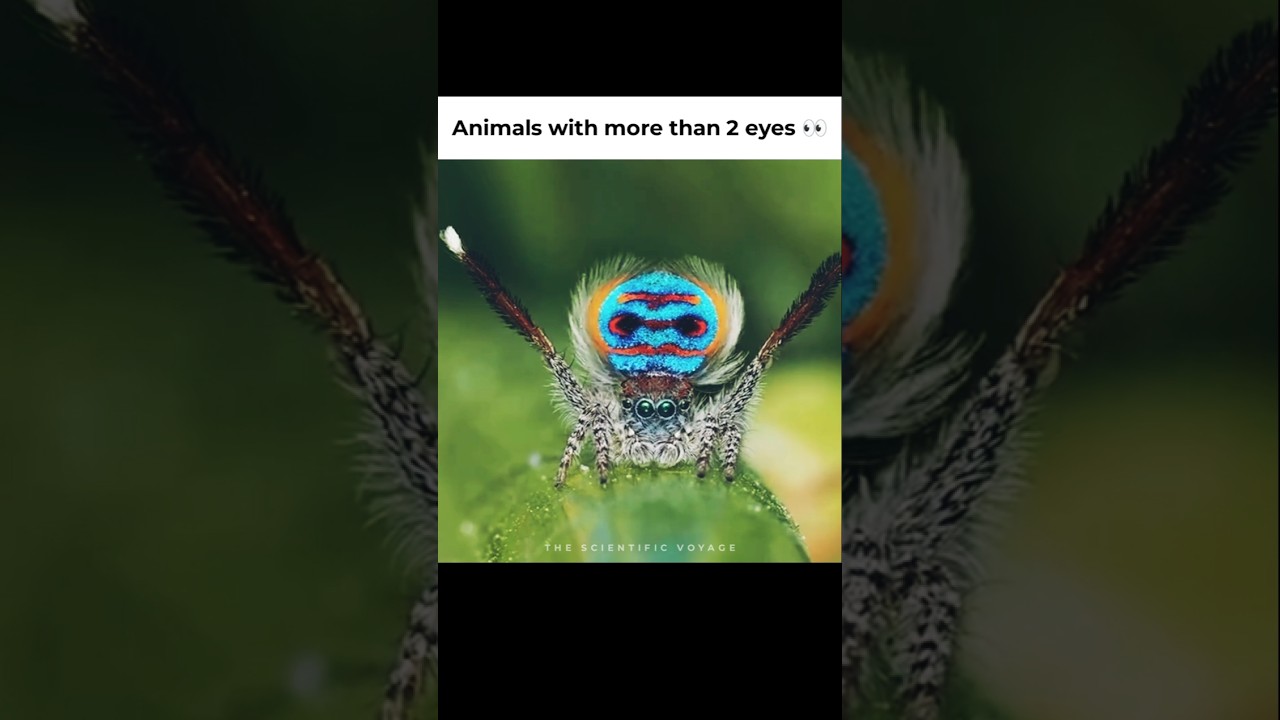 These Animals have more than 2 Eyes! 👀