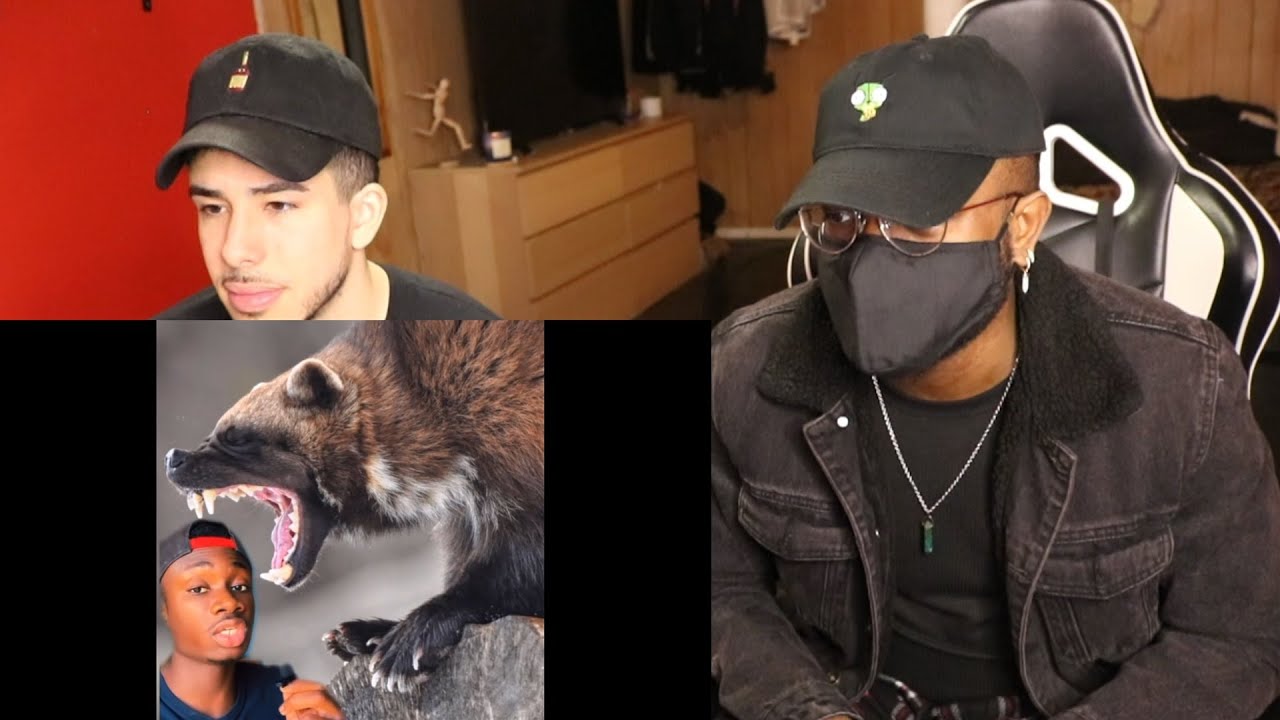 MENACE TO THE ENTIRE ANIMAL KINGDOM 😱🤣 | Why Honey Badgers Don't Fear God or Lions | REACTION!