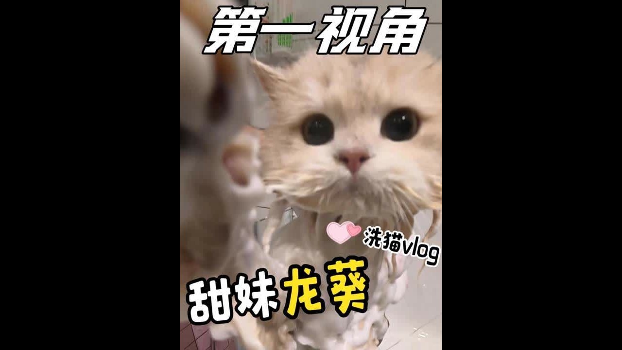 沉浸体验月负8万男大的洗猫VLOG #喵惊喜 #第一视角 #晒出你的猫凝时刻 #万物可爱计划