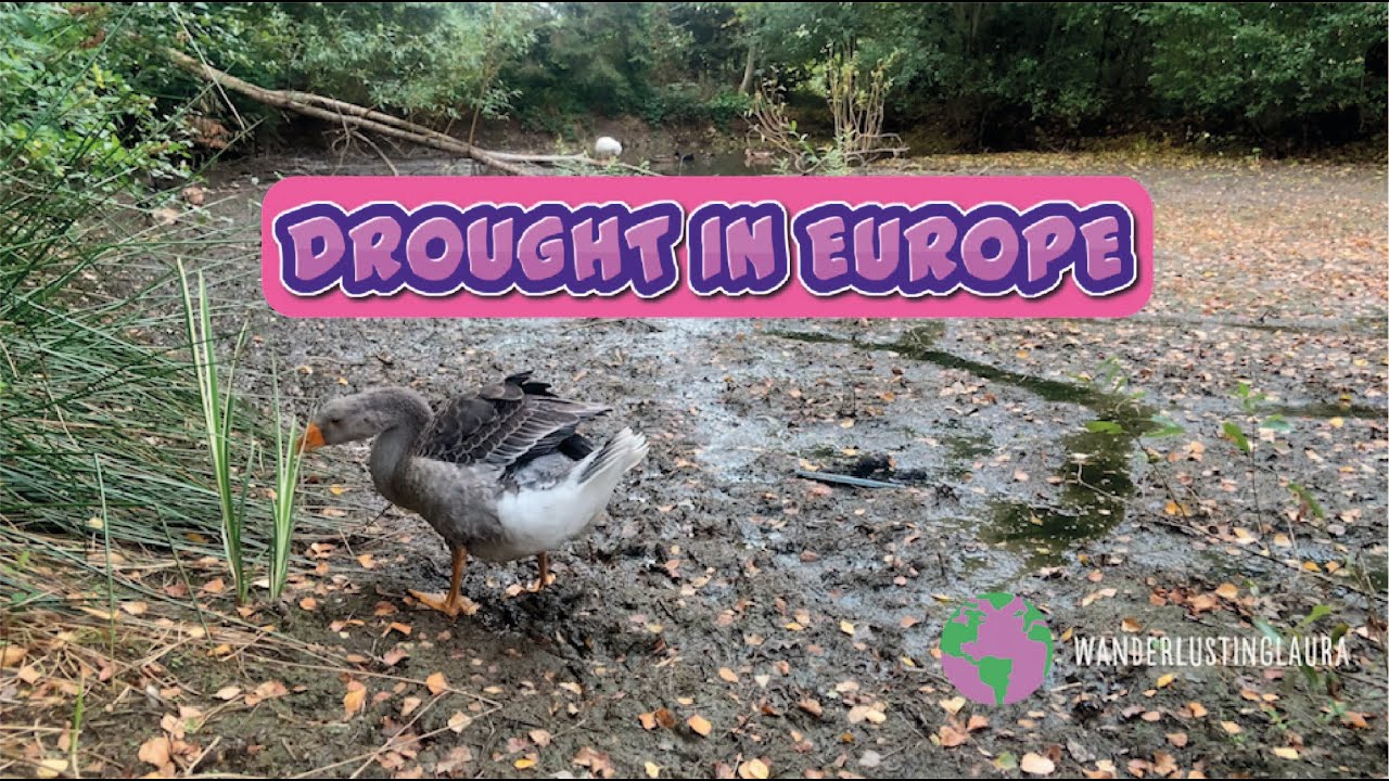 Our Pond Dried Up! Surviving France’s Heatwave ☀️ | Normandy Countryside Travel Vlog