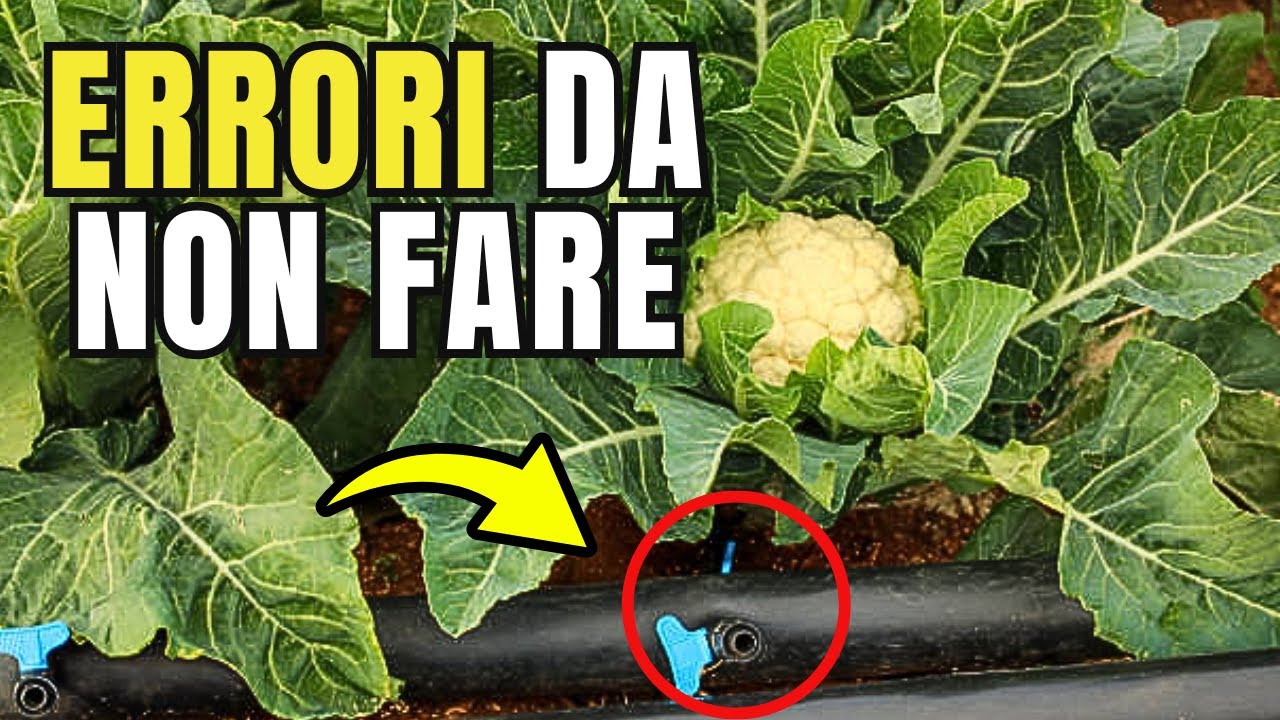 Ecco come uccidere il CAVOLFIORE: errori che commetti quando lo pianti!